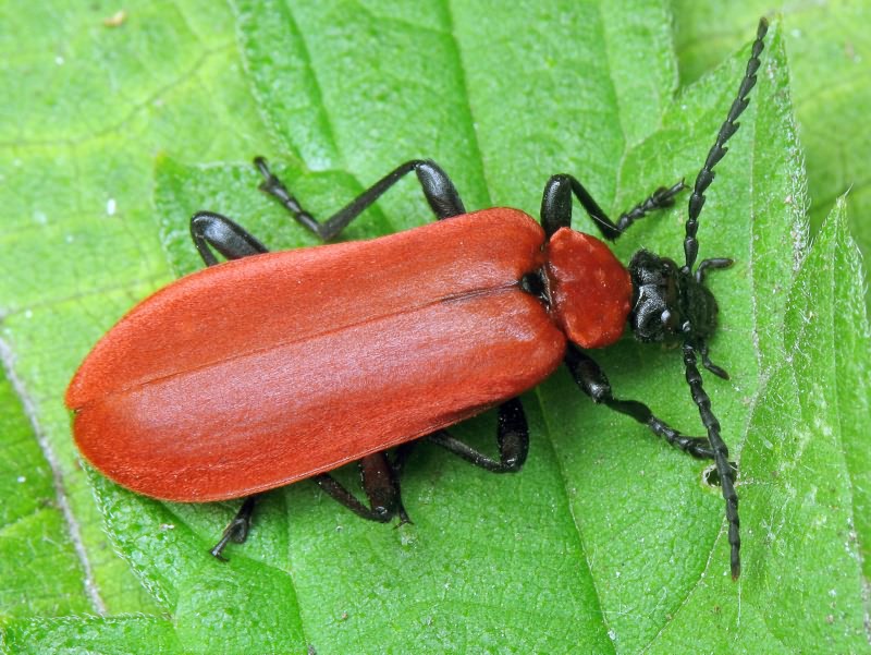 Pyrochroa coccinea (Linnaeus, 1761)